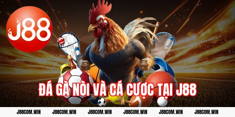 Đá gà nòi và cá cược tại J88