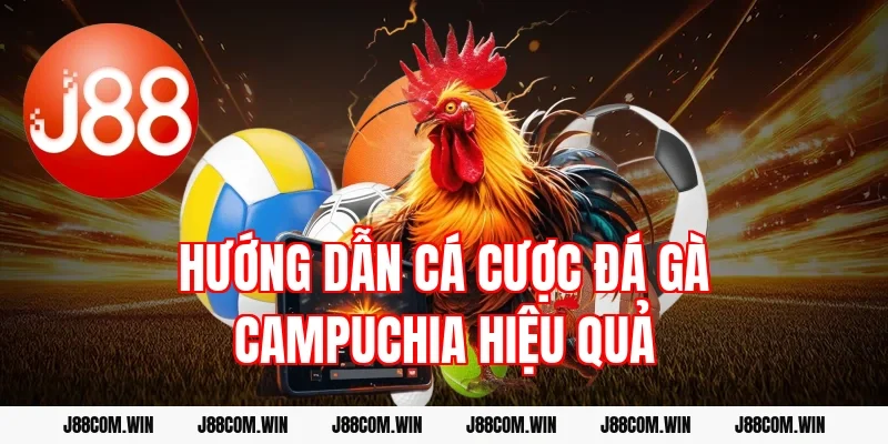 Hướng dẫn cá cược đá gà Campuchia hiệu quả