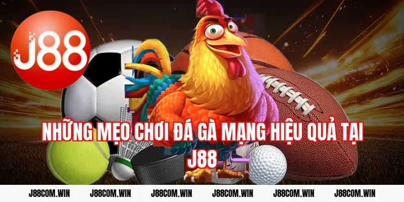 Những mẹo chơi đá gà mạng hiệu quả tại J88