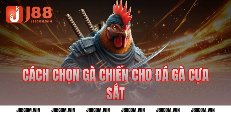 Cách chọn gà chiến cho đá gà cựa sắt